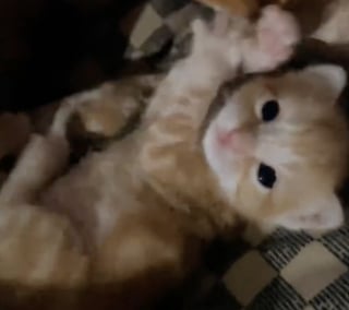 Illustration de l'article : En deuil de ses chiots, cette maman Beagle retrouve goût à la vie grâce à un chaton abandonné (vidéo)