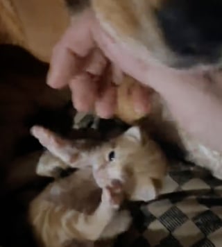 Illustration de l'article : En deuil de ses chiots, cette maman Beagle retrouve goût à la vie grâce à un chaton abandonné (vidéo)