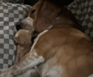 Illustration de l'article : En deuil de ses chiots, cette maman Beagle retrouve goût à la vie grâce à un chaton abandonné (vidéo)