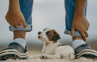 Illustration de l'article : 9 choses à faire pour bien préparer l’arrivée de son tout premier chien