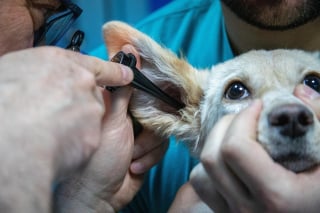 Illustration de l'article : 9 choses à faire pour bien préparer l’arrivée de son tout premier chien
