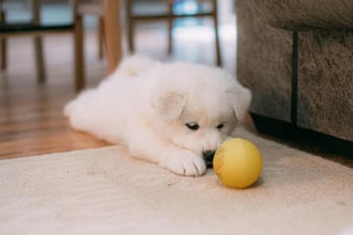 Illustration de l'article : 9 choses à faire pour bien préparer l’arrivée de son tout premier chien