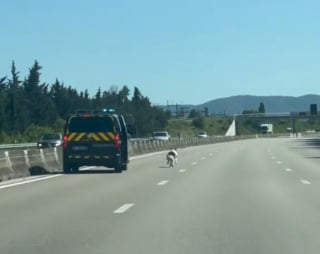 Illustration de l'article : Après avoir pris tous les risques pour sauver un chien en danger sur une autoroute, un gendarme livre son témoignage 10 jours après (vidéo)