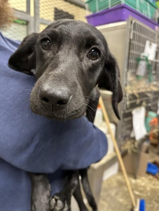 Illustration de l'article : Ne pouvant se résoudre à les abandonner, un refuge accueille 71 chiens saisis sur une seule propriété