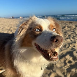 Illustration de l'article : Déçue d'être ignorée par ses congénères au parc, une chienne persévère et se fait enfin un ami (vidéo)