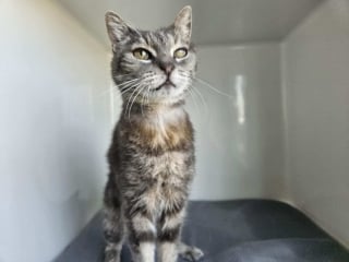 Illustration de l'article : Abandonné à 18 ans, Cenzo le “papi chat” attend une famille où passer une retraite heureuse