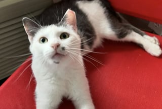 Illustration de l'article : Trouvée errante, cette chatte a transformé le quotidien d’une clinique vétérinaire pendant 1 an avant de trouver sa famille