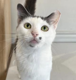 Illustration de l'article : Trouvée errante, cette chatte a transformé le quotidien d’une clinique vétérinaire pendant 1 an avant de trouver sa famille