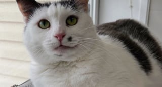 Illustration de l'article : Trouvée errante, cette chatte a transformé le quotidien d’une clinique vétérinaire pendant 1 an avant de trouver sa famille