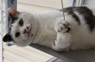Illustration de l'article : Trouvée errante, cette chatte a transformé le quotidien d’une clinique vétérinaire pendant 1 an avant de trouver sa famille
