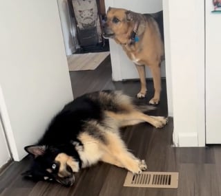 Illustration de l'article : Son frère canin bloque le couloir pour l’embêter, cette chienne tente toutes les solutions pour passer mais il ne bouge pas d’un poil (vidéo)