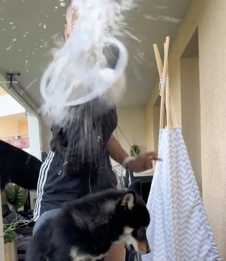 Illustration de l'article : « Une pratique à bannir » : spécialistes et influenceurs attirent notre attention sur un défi TikTok qui peut mettre en grand danger nos compagnons canins (vidéo)