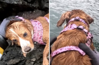 Illustration de l'article : Des sauveteurs se démènent pour venir au secours d’une chienne piégée sur un morceau de falaise inaccessible (vidéo)