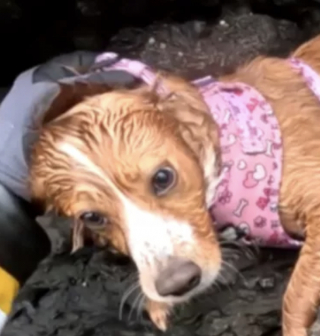 Illustration de l'article : Des sauveteurs se démènent pour venir au secours d’une chienne piégée sur un morceau de falaise inaccessible (vidéo)