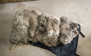 Illustration de l'article : Recouvert de 40 kg de laine, ce mouton survivait en silence jusqu’à ce qu’un randonneur croise son regard
