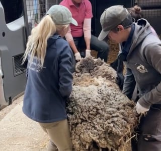 Illustration de l'article : Recouvert de 40 kg de laine, ce mouton survivait en silence jusqu’à ce qu’un randonneur croise son regard