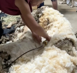 Illustration de l'article : Recouvert de 40 kg de laine, ce mouton survivait en silence jusqu’à ce qu’un randonneur croise son regard