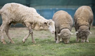 Illustration de l'article : Recouvert de 40 kg de laine, ce mouton survivait en silence jusqu’à ce qu’un randonneur croise son regard