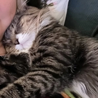 Illustration de l'article : Cette mère d’accueil devait héberger un chat pour quelque temps et comprend qu’il est devenu un compagnon indispensable à sa vie 