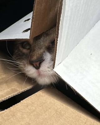 Illustration de l'article : Cette mère d’accueil devait héberger un chat pour quelque temps et comprend qu’il est devenu un compagnon indispensable à sa vie 