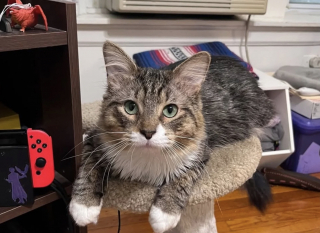 Illustration de l'article : Cette mère d’accueil devait héberger un chat pour quelque temps et comprend qu’il est devenu un compagnon indispensable à sa vie 