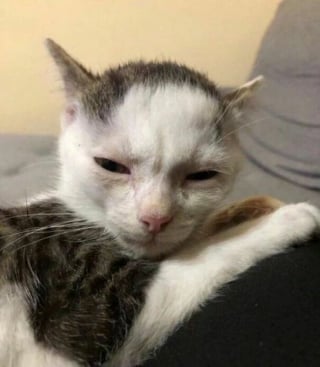 Illustration de l'article : 18 photos montrant à quel point les chats sont des créatures étranges