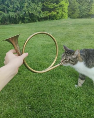 Illustration de l'article : 18 photos montrant à quel point les chats sont des créatures étranges
