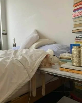 Illustration de l'article : 18 photos montrant à quel point les chats sont des créatures étranges