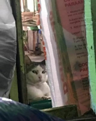 Illustration de l'article : 18 photos montrant à quel point les chats sont des créatures étranges