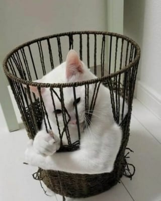 Illustration de l'article : 18 photos montrant à quel point les chats sont des créatures étranges