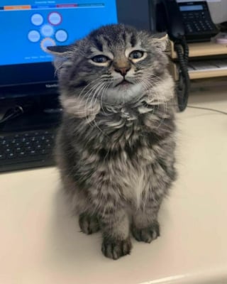 Illustration de l'article : 18 photos montrant à quel point les chats sont des créatures étranges