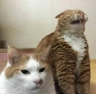 Illustration de l'article : 18 photos montrant à quel point les chats sont des créatures étranges