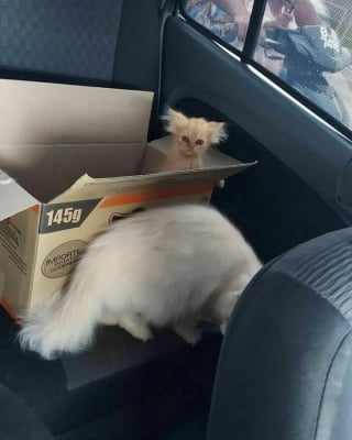 Illustration de l'article : 18 photos montrant à quel point les chats sont des créatures étranges