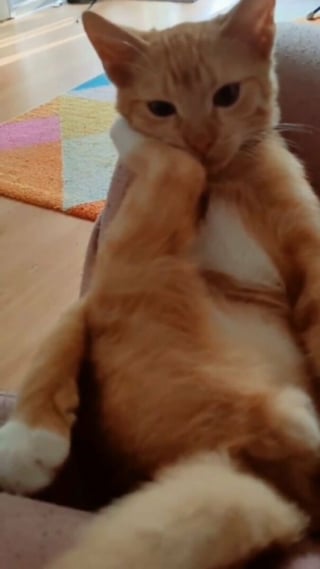 Illustration de l'article : 18 photos montrant à quel point les chats sont des créatures étranges