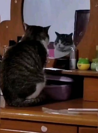 Illustration de l'article : 18 photos montrant à quel point les chats sont des créatures étranges