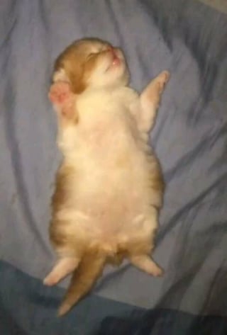 Illustration de l'article : 18 photos montrant à quel point les chats sont des créatures étranges