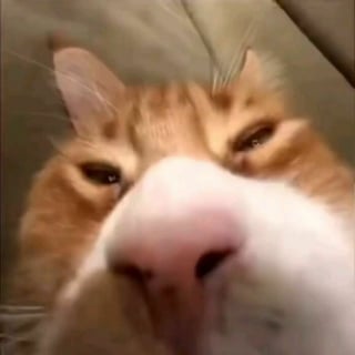 Illustration de l'article : 18 photos montrant à quel point les chats sont des créatures étranges