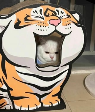 Illustration de l'article : 18 photos montrant à quel point les chats sont des créatures étranges