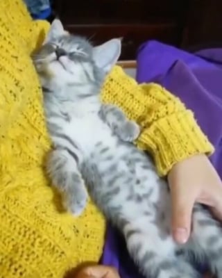 Illustration de l'article : 18 photos montrant à quel point les chats sont des créatures étranges