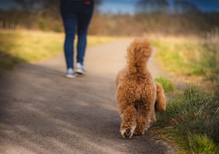 Illustration de l'article : 15 indices montrant à quel point votre chien vous aime