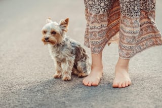 Illustration de l'article : 15 indices montrant à quel point votre chien vous aime