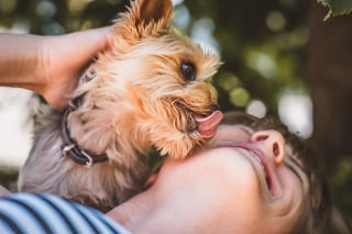 Illustration de l'article : 15 indices montrant à quel point votre chien vous aime
