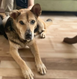 Illustration de l'article : Placé en famille d’accueil, ce vieux chien de 14 ans finit par faire craquer sa bienfaitrice qui décide de l’adopter