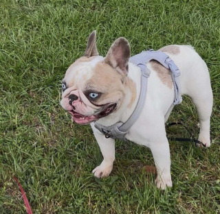 Illustration de l'article : A la recherche de leur Bouledogue Français perdu, ils sont contactés 10 jours plus tard à son sujet par une dame habitant 1500 km plus loin