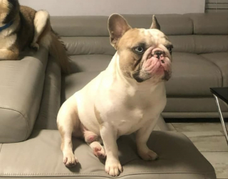 Illustration de l'article : A la recherche de leur Bouledogue Français perdu, ils sont contactés 10 jours plus tard à son sujet par une dame habitant 1500 km plus loin