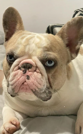 Illustration de l'article : A la recherche de leur Bouledogue Français perdu, ils sont contactés 10 jours plus tard à son sujet par une dame habitant 1500 km plus loin