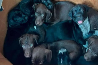 Illustration de l'article : Déshydratés et infestés de puces après leur abandon au milieu des ordures, 8 chiots ont été sauvés in extremis et connaissent enfin l’amour