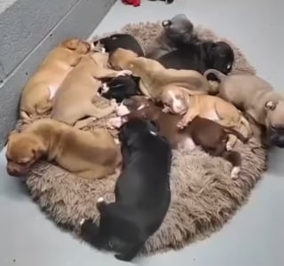 Illustration de l'article : Un refuge recueille 11 chiots abandonnés et leur donne des noms inspirés de l'équipe de football locale après son récent succès