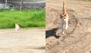 Illustration de l'article : La réaction émouvante d'un chat errant reconnaissant la personne qui le nourrit et qui revient le voir après une longue absence (vidéo)