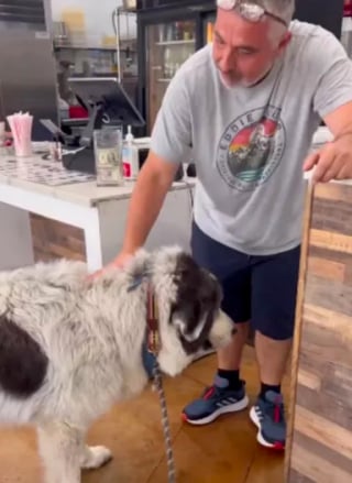 Illustration de l'article : Après avoir offert une friandise à ce Patou il y a 5 ans, le restaurateur et le toutou ont noué une profonde amitié (vidéo)